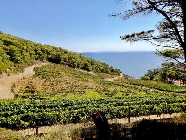 Vigne coltivate sull'isola carcere di Gorgona