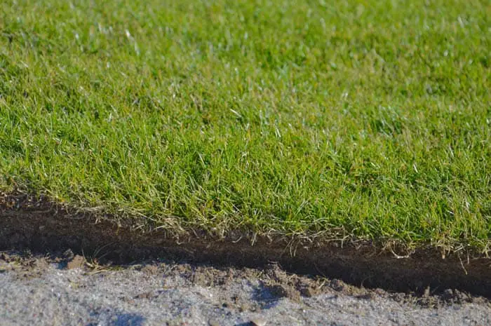 il tappeto erboso a strati dell' Olympiastadion Berlino