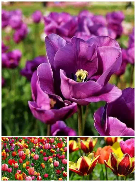 parco dei tulipani firenze