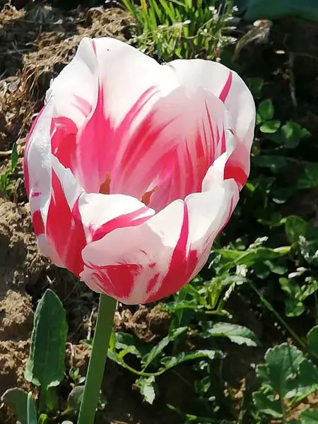 tulipano fiorito bianco e rosso