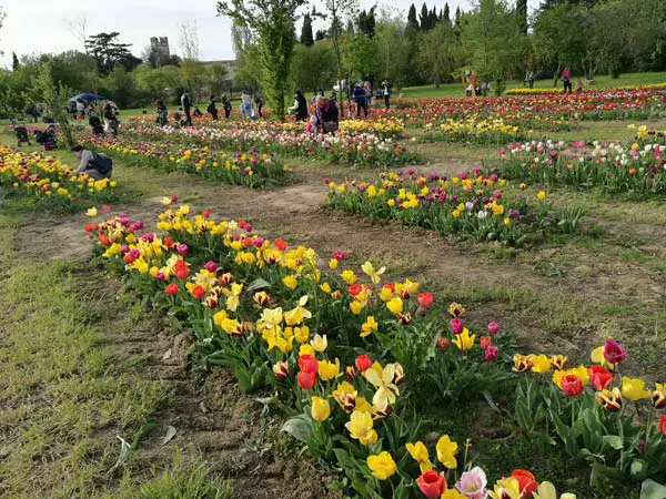 visitatori al parco dei tulipani firenze