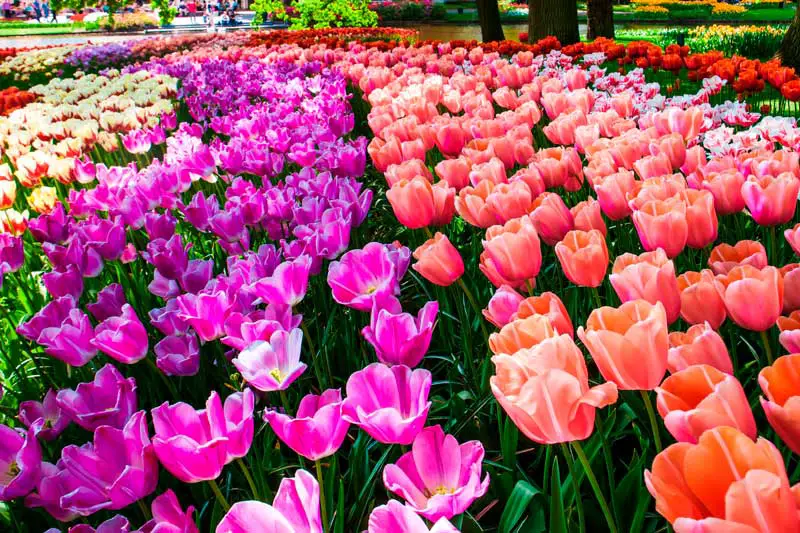 Parco dei tulipani Firenze: torna il Wander and Pick 2023