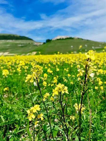 piante fiorite durante la fioritura Castelluccio di Norcia