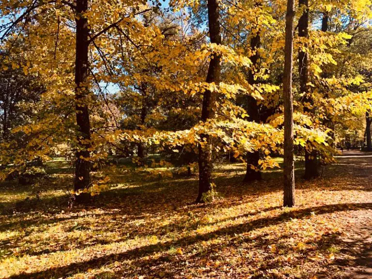 foliage Toscana parco delle Cascine a Firenze