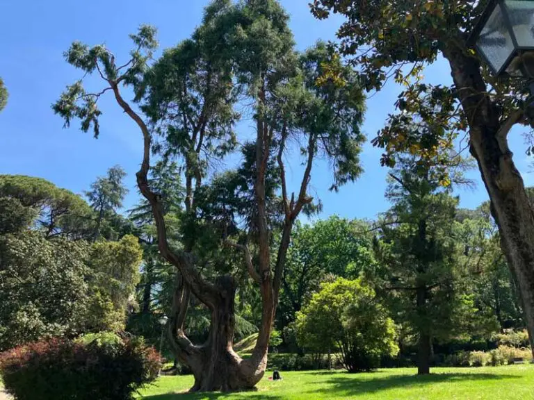 Albero dei cornuti nel giardino di Boboli a Firenze