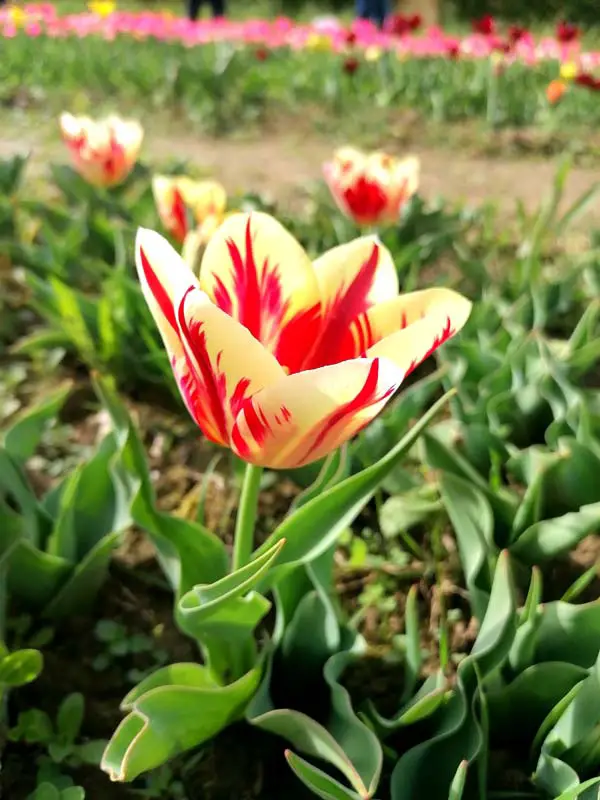 tulipano giallo e rosso