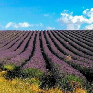 Campi di lavanda in Provenza: i migliori 10 da visitare