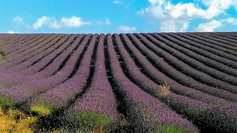 Campi di lavanda in Provenza: i migliori 10 da visitare