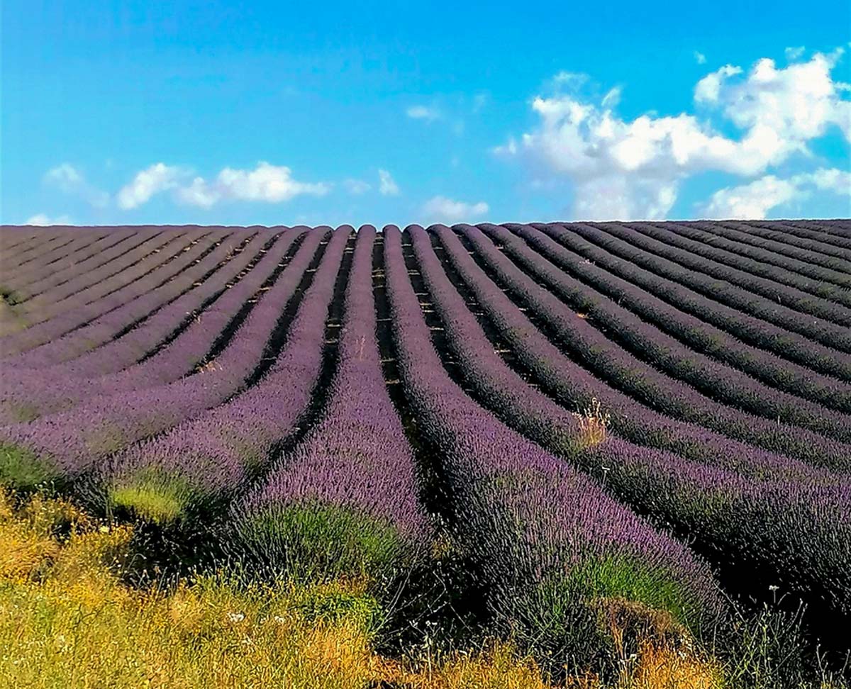 Campi di lavanda in Provenza: i migliori 10 da visitare
